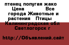 птенец попугая жако  › Цена ­ 60 000 - Все города Животные и растения » Птицы   . Калининградская обл.,Светлогорск г.